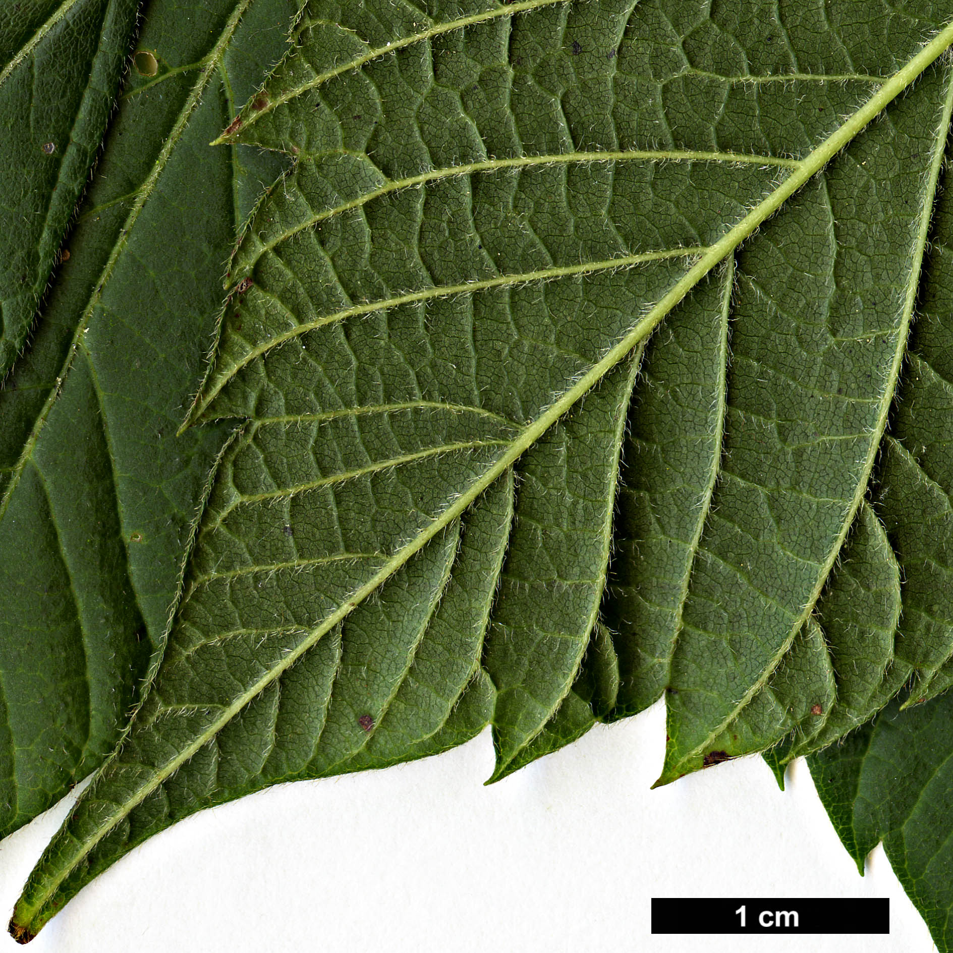 High resolution image: Family: Sapindaceae - Genus: Acer - Taxon: negundo - SpeciesSub: subsp. mexicanum